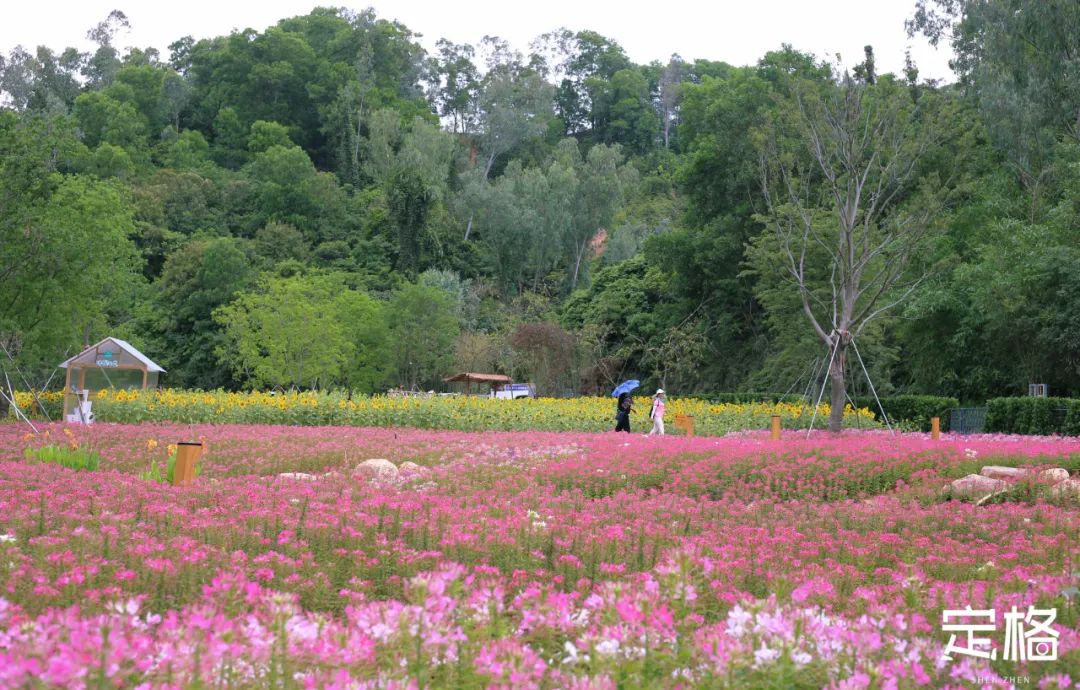 深圳蝴蝶谷花海,深圳湾公园花海3月