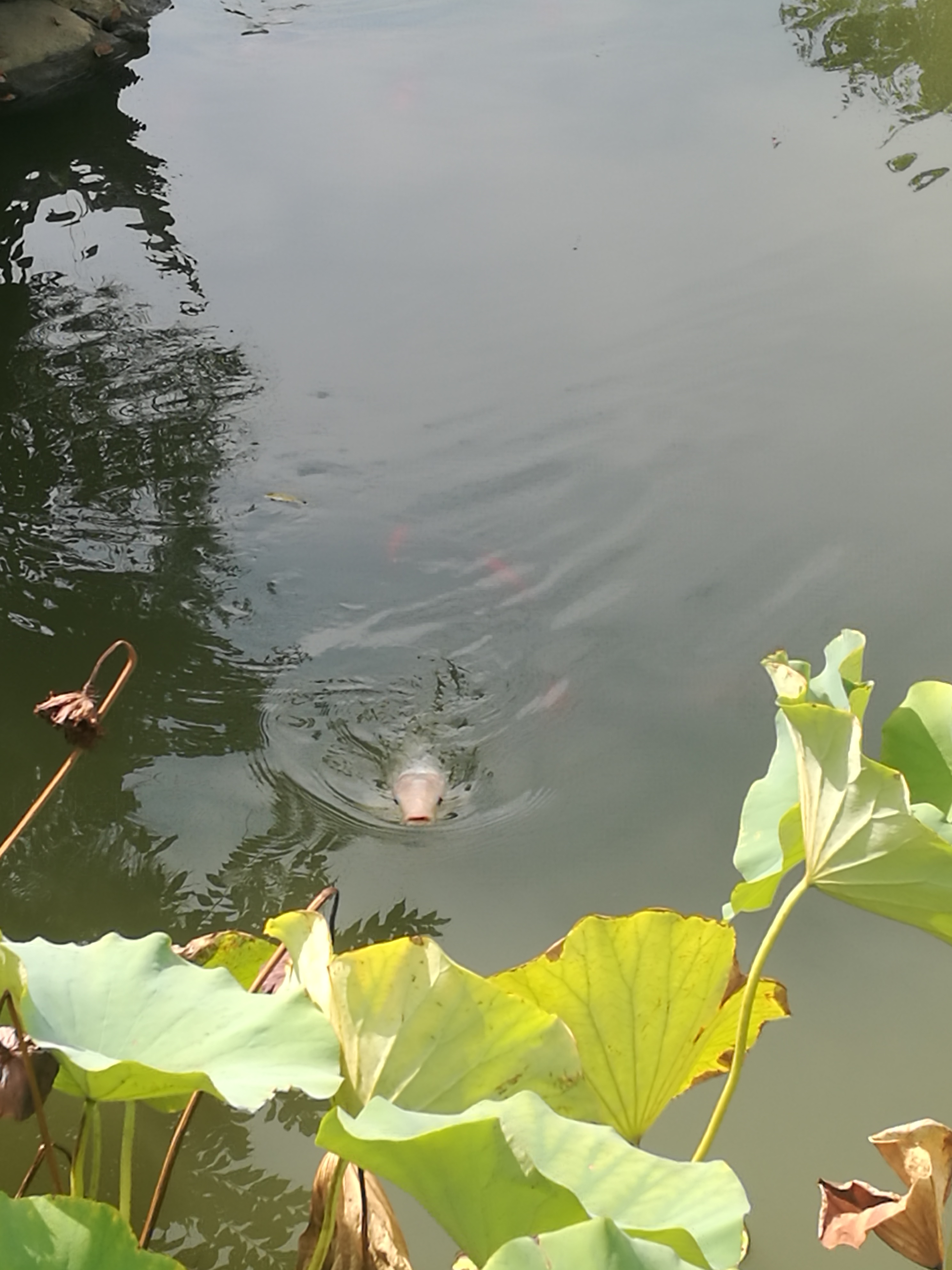 苏州东山农贸批发市场图,苏州东山轻轨