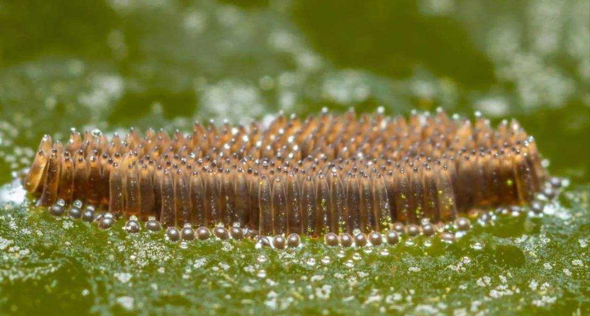 为什么最近苍蝇蚊子冬天还这么多,苍蝇和蚊子怎么过冬的