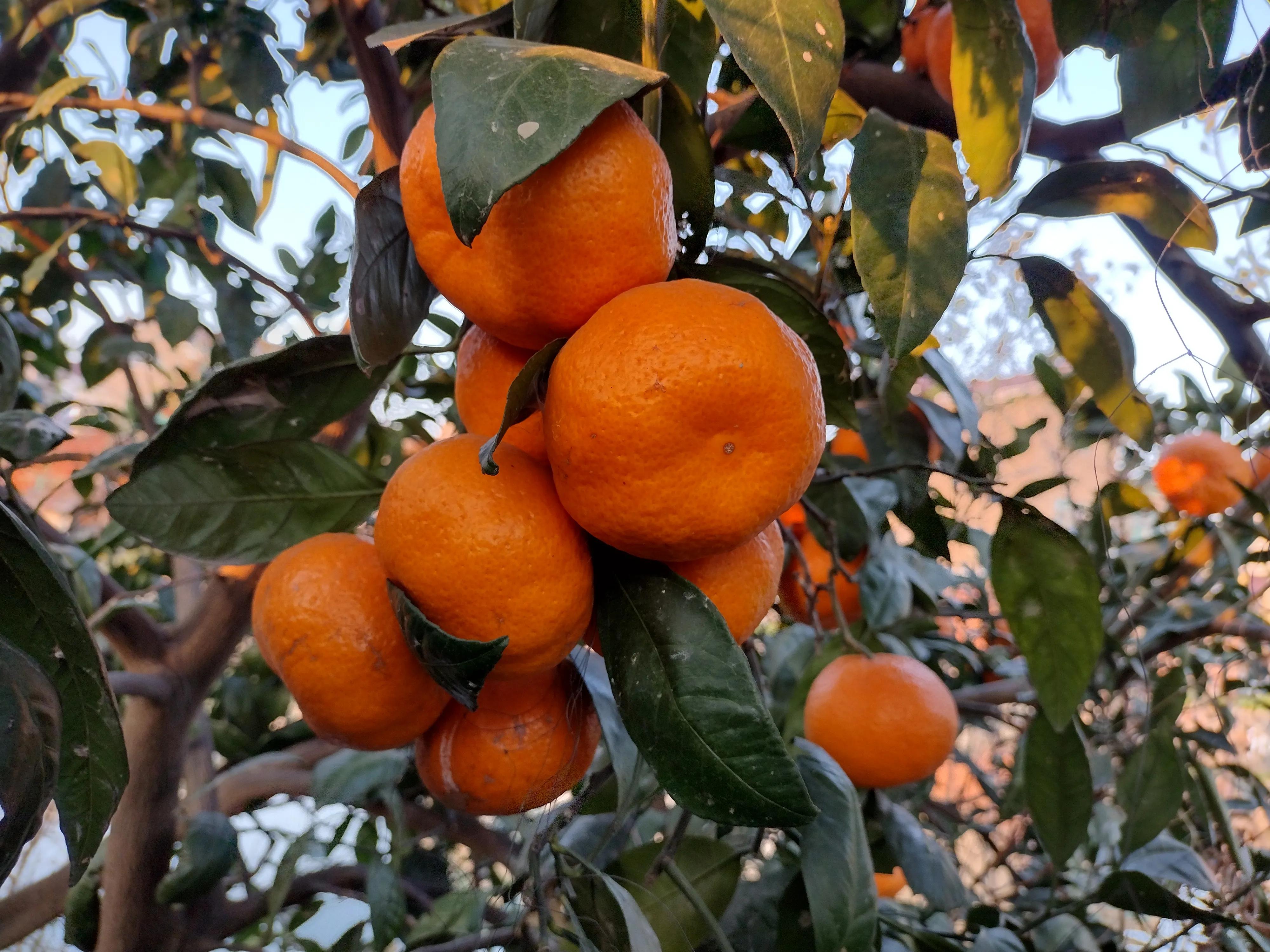 南京的冬天有多冷,南京的冬天持续几个月