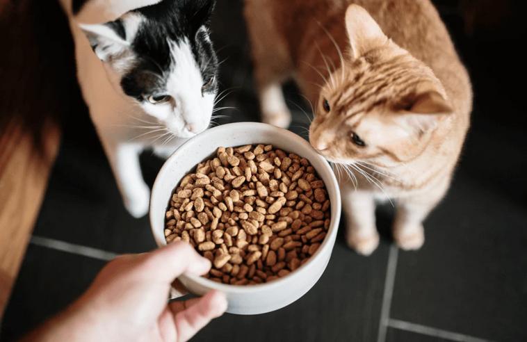 狗换粮没到7天旧粮没了怎么办,为什么宠物要七天换粮