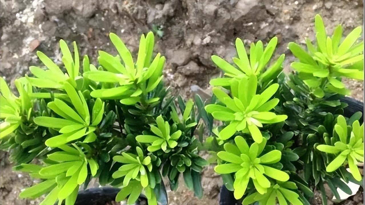 十八罗汉稀有价值,寿命最长的罗汉鱼