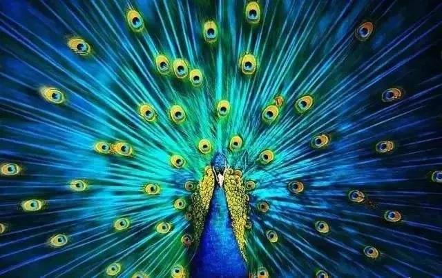 有趣的动物朋友圈,生动有趣的动物朋友圈