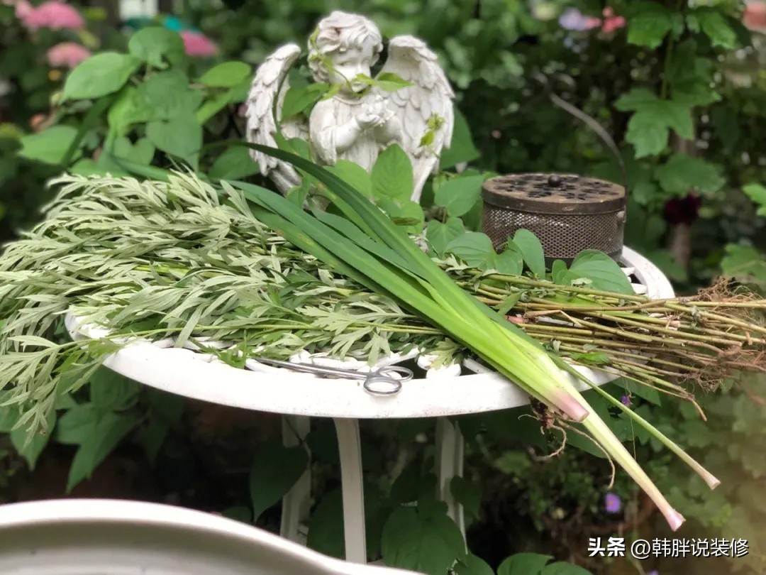 端午必须要挂艾草吗,端午节挂艾草你知道有哪些讲究吗