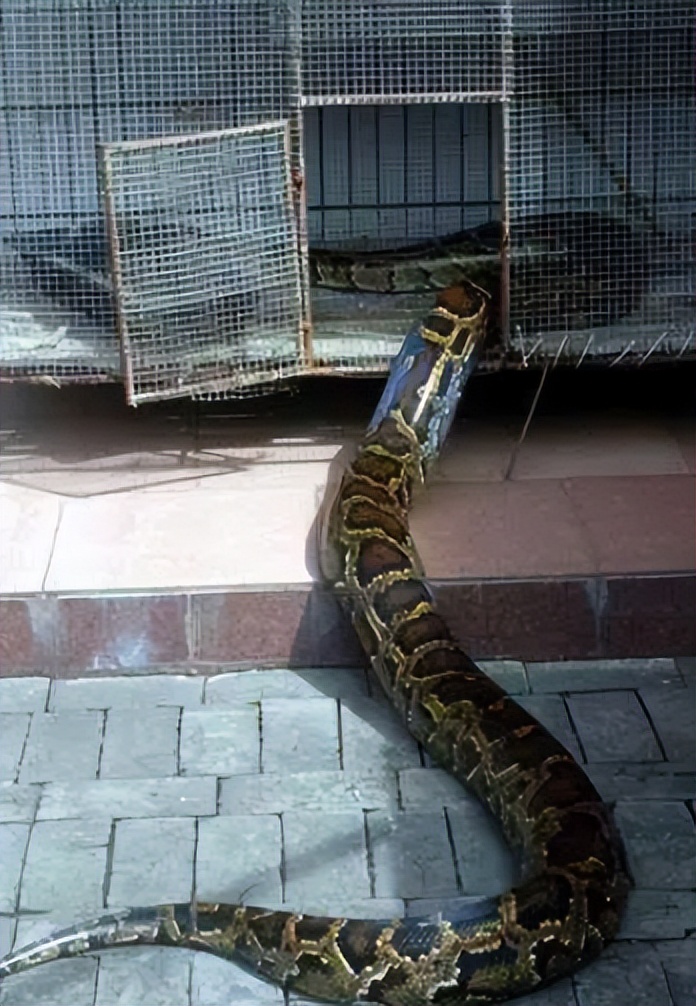 96年海南巨蟒,96年海南巨蟒事件真实情况