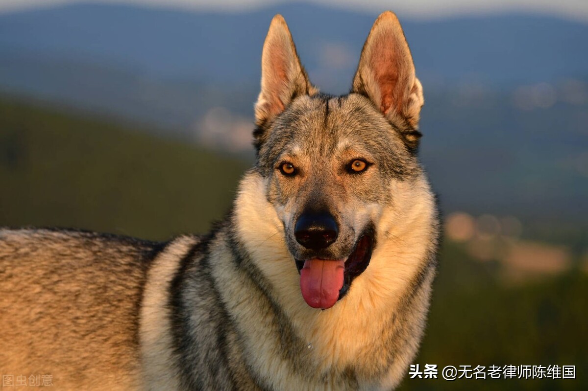 被狗咬死狗主人要担责吗,把偷狗人打死了负法律责任