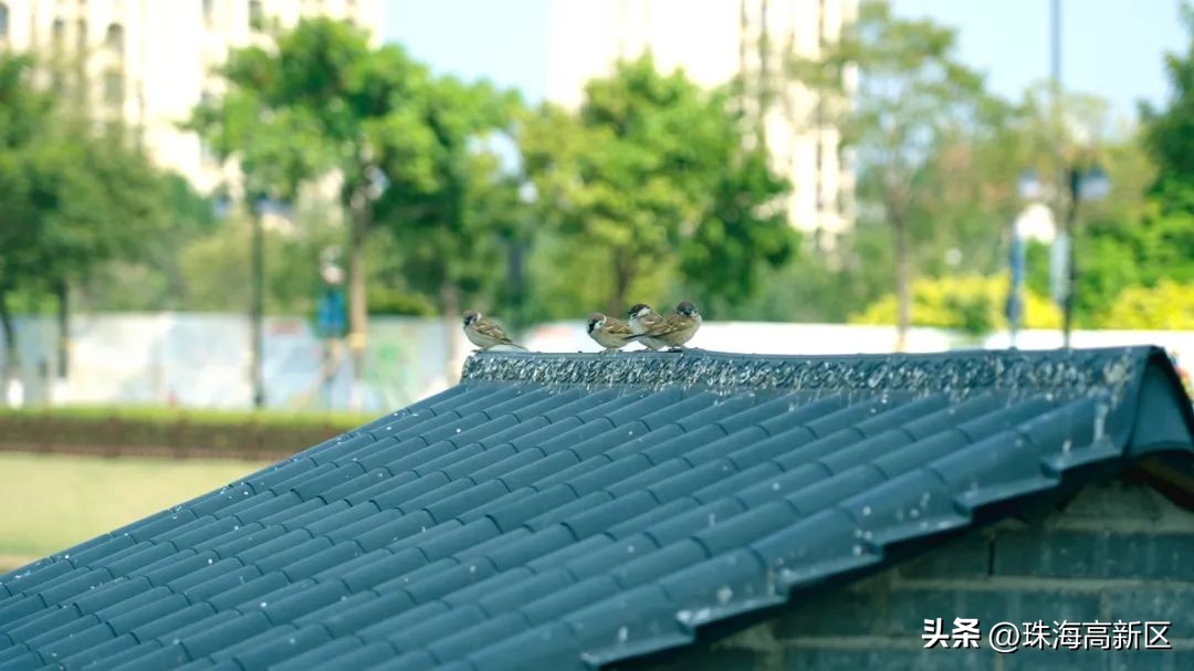 遛娃必看！这些春日色彩，就藏在高新区的公园里…