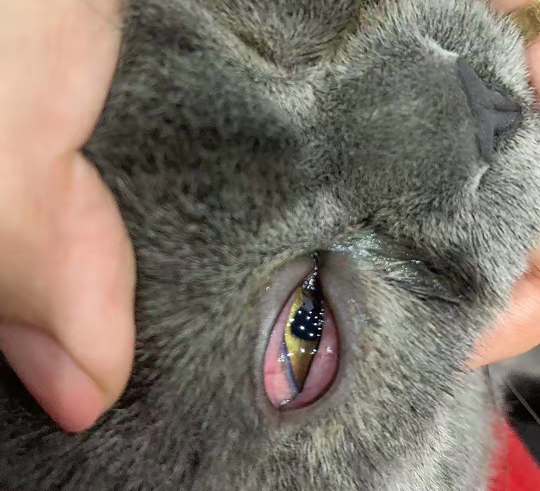 猫咪心脏病猝死前征兆,猫咪离家出走前的征兆