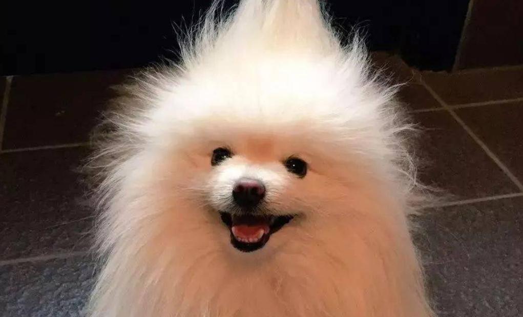 博美为什么泪痕严重,博美泪痕严重有办法解决吗