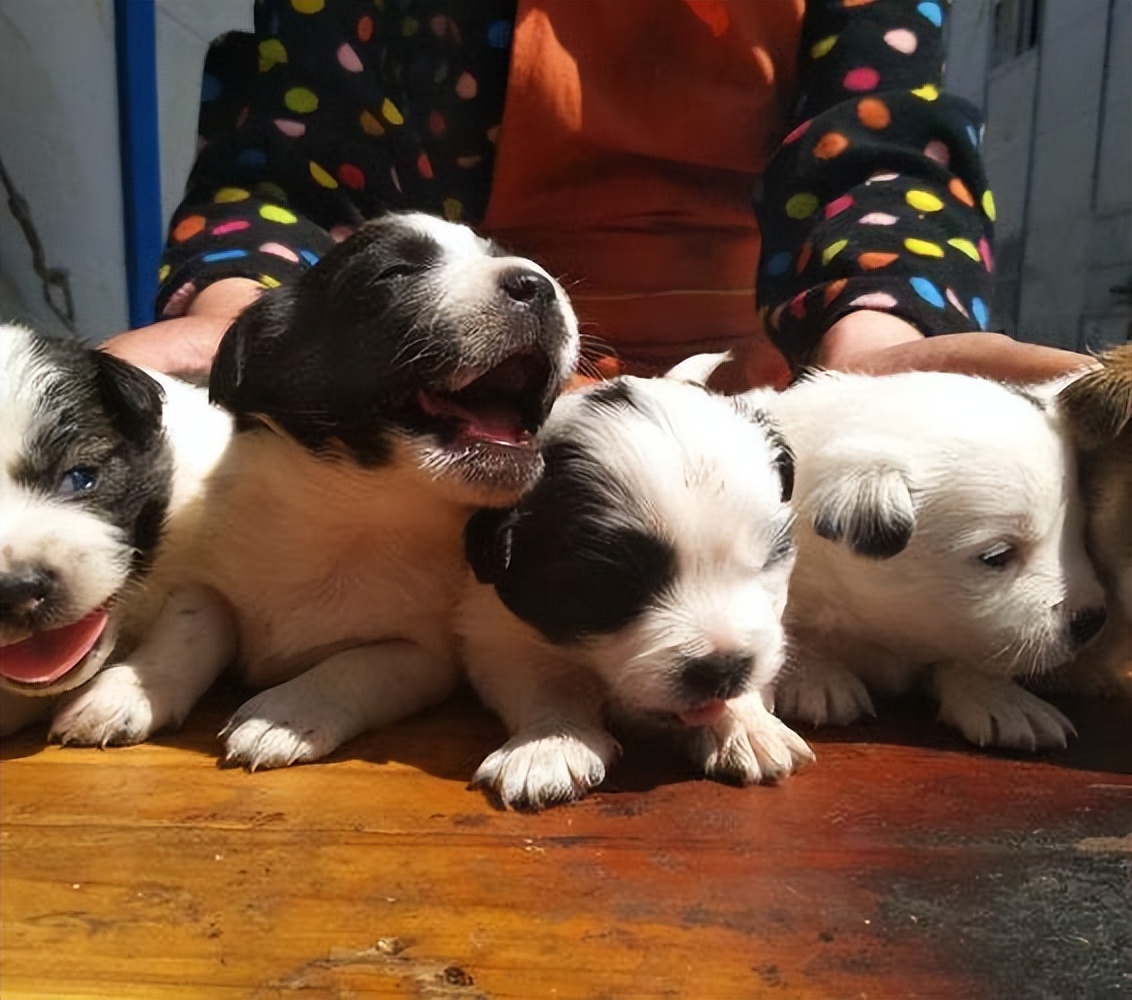 买什么狗最好养又便宜,养狗首选这3种狗既便宜又好养