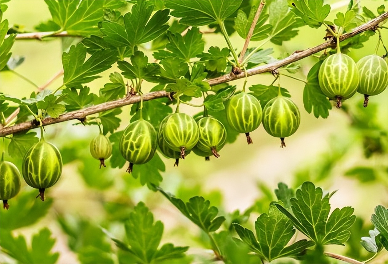 类似灯笼果的植物果实,灯笼果是什么水果品种