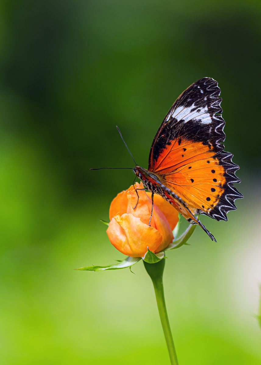 我是如何走出抑郁症的5：破茧成蝶，凤凰于飞，恢复的三阶段上集