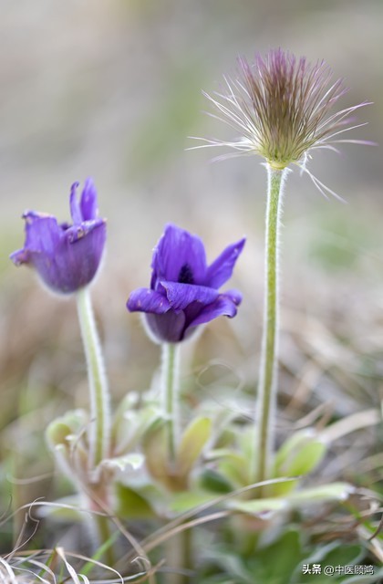 请勿乱用蒙脱石散遵医嘱用药,蒙脱石散有处方药和非处方药