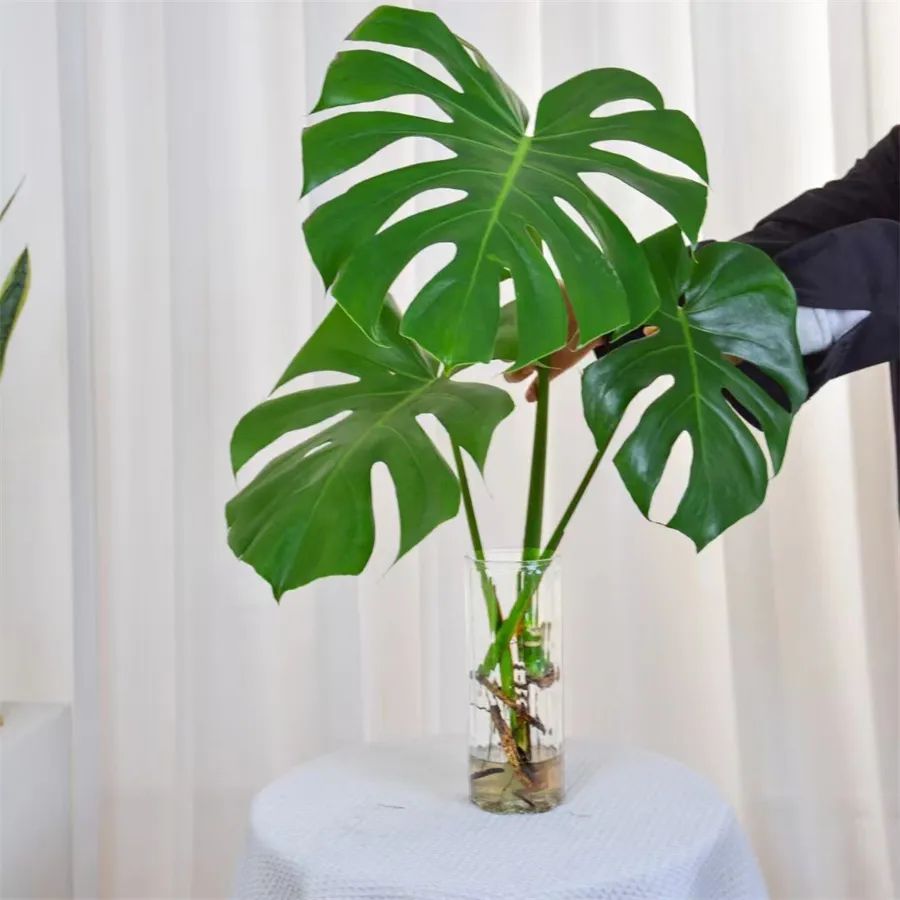 镇店之宝被抢购，“亚洲最美花展”上盆栽“吸睛”又“吸金”