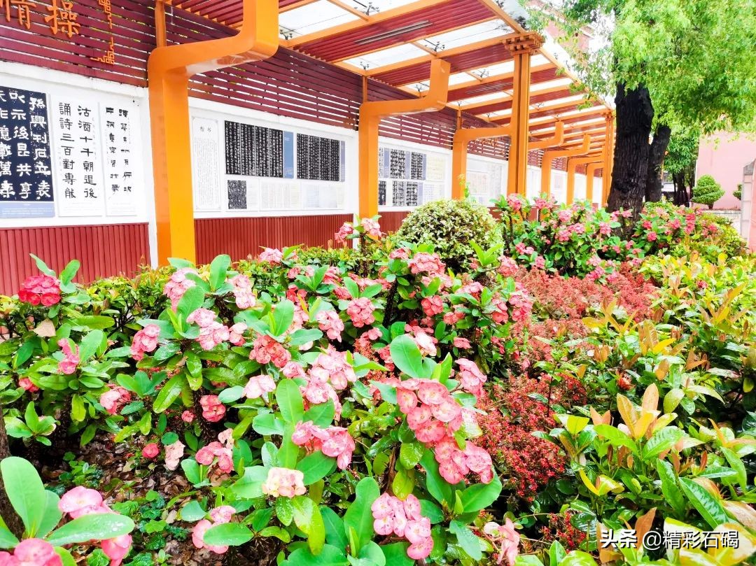 石碣四海学校招生简章,石排四海学校招生