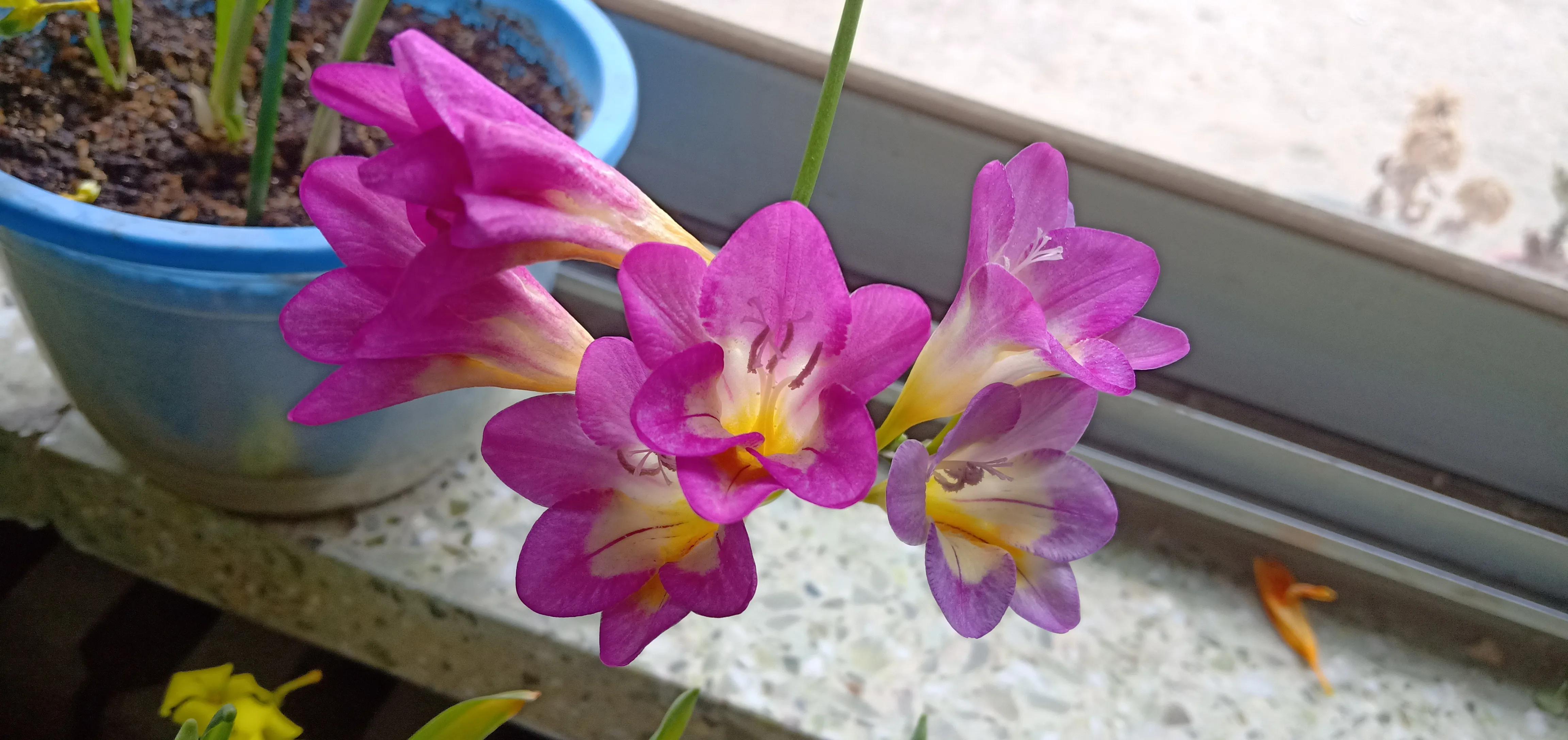 我的花花草草们之香雪兰