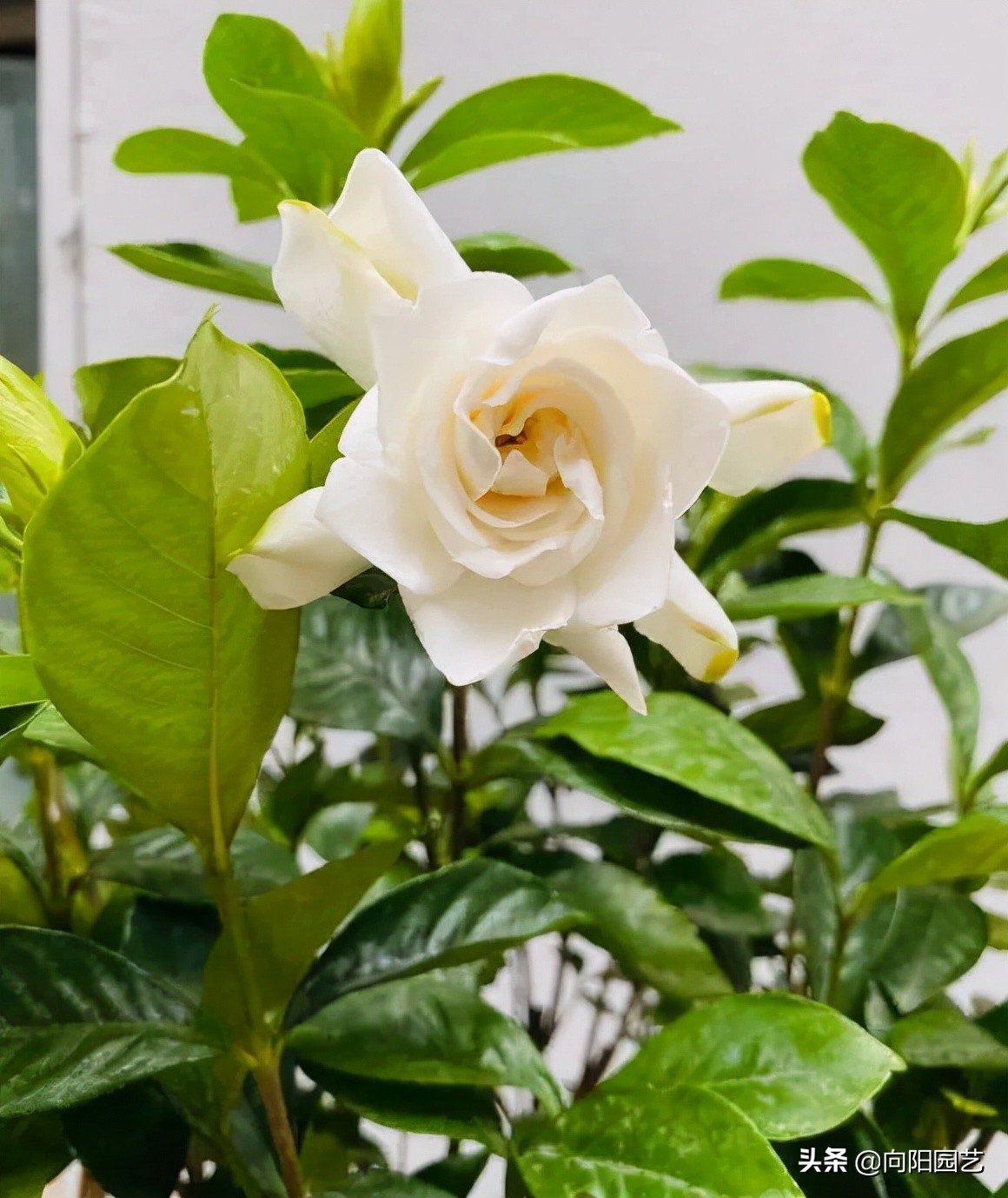 室内好养的香花,适合室内养的有香味的花四季