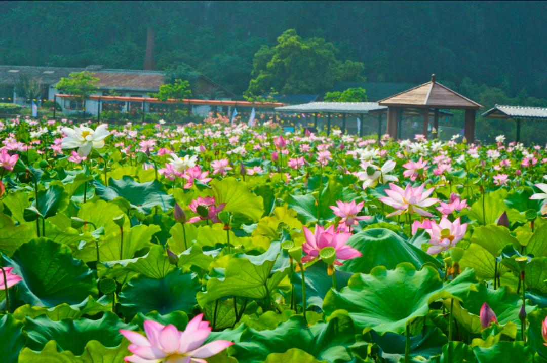 广州清远一日游必去景点,清远宝墩湖附近旅游攻略