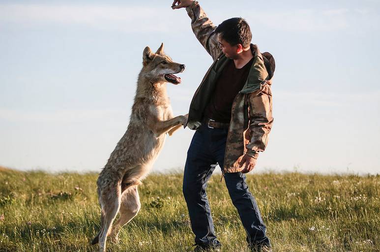 无人区内与狼搏斗负伤的流浪藏獒,被困野狼救助完整版