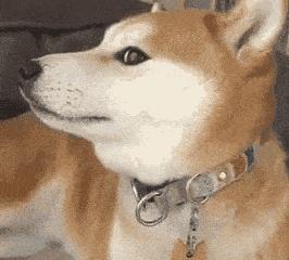 狗狗为什么会与主人变得生疏,狗狗为什么会自相残杀