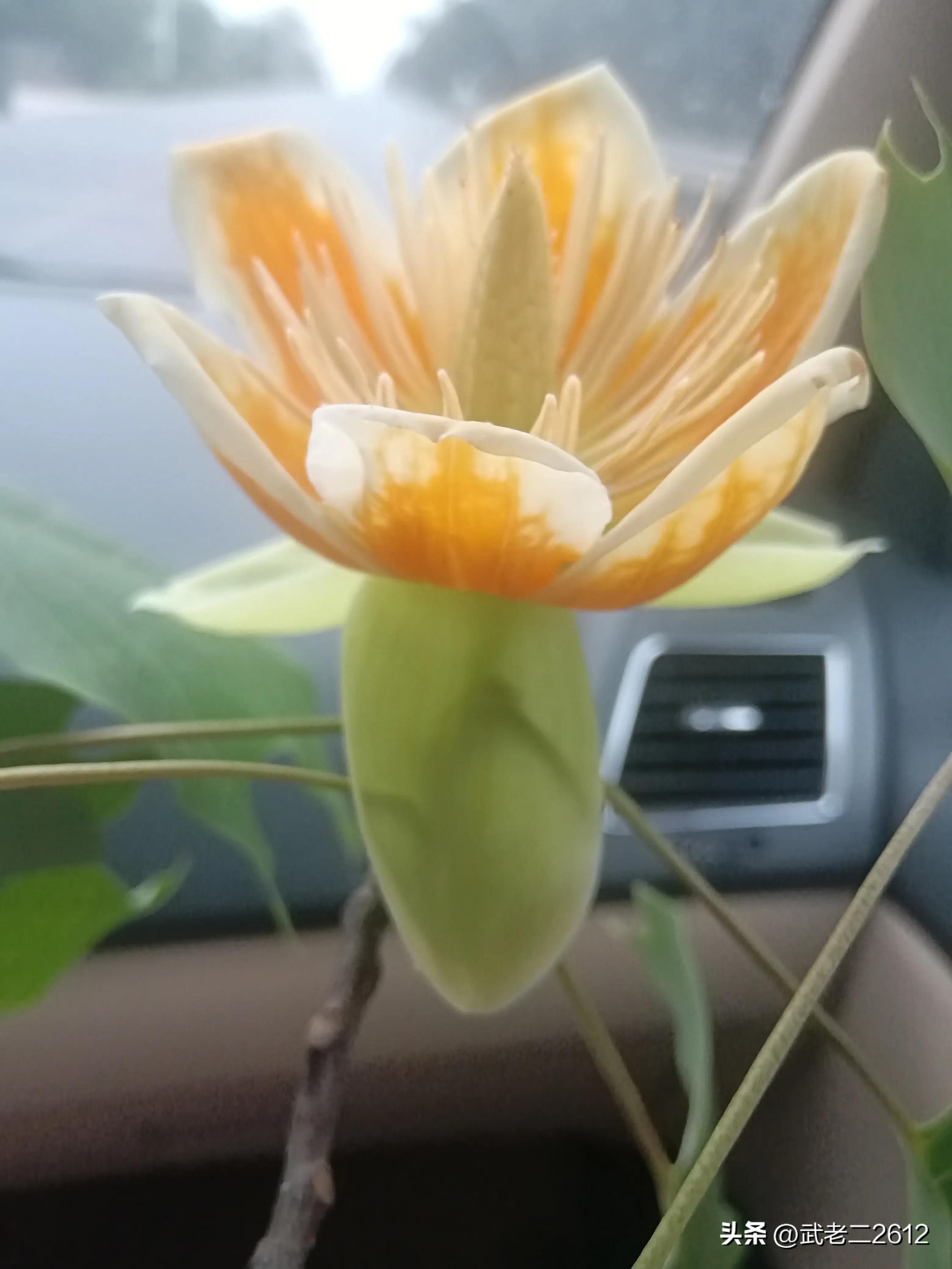 一个为我折树上莲花灯的人