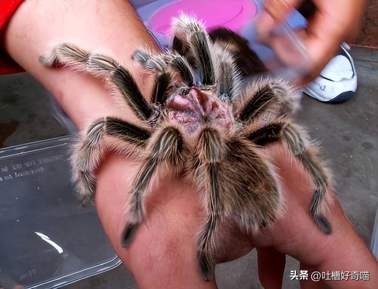 除了猫猫狗狗还可以养什么宠物,除了猫狗还可以养的小型宠物