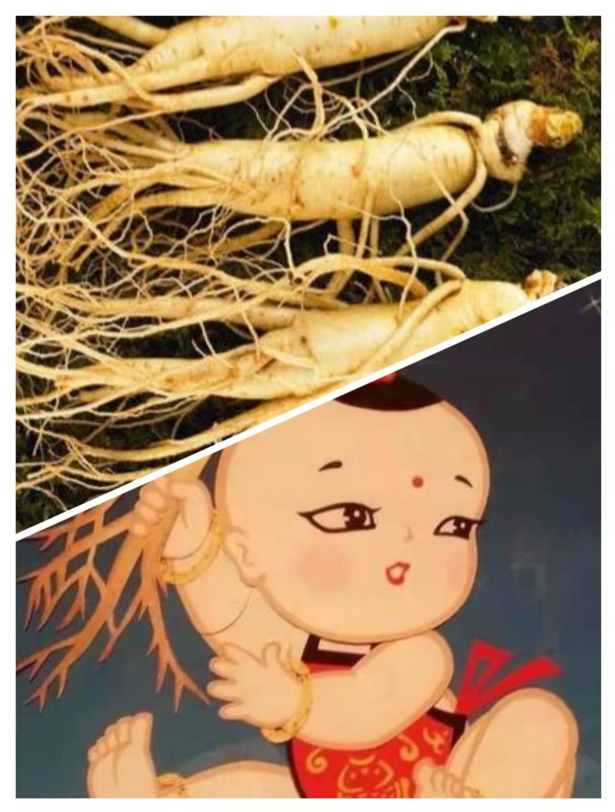 山东大妈人参,山东大妈家中人参值千万