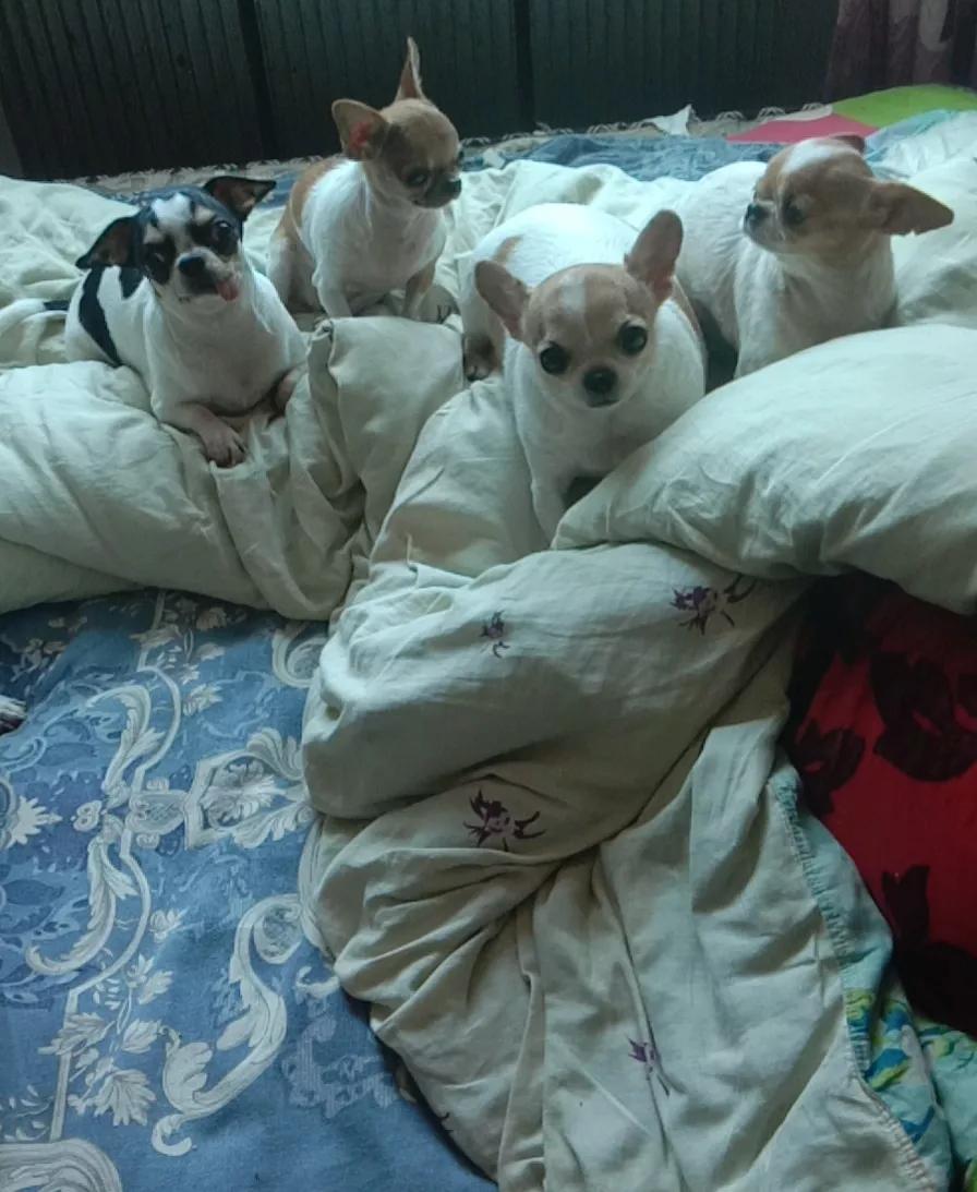 狗狗生产前呕吐,狗狗生产前几天的征兆