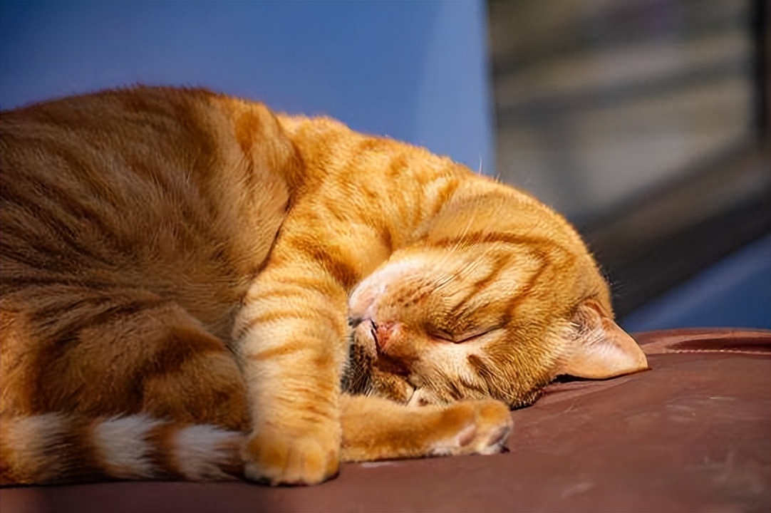 夏天预防猫咪中暑,天气太热了猫咪中暑了怎么办