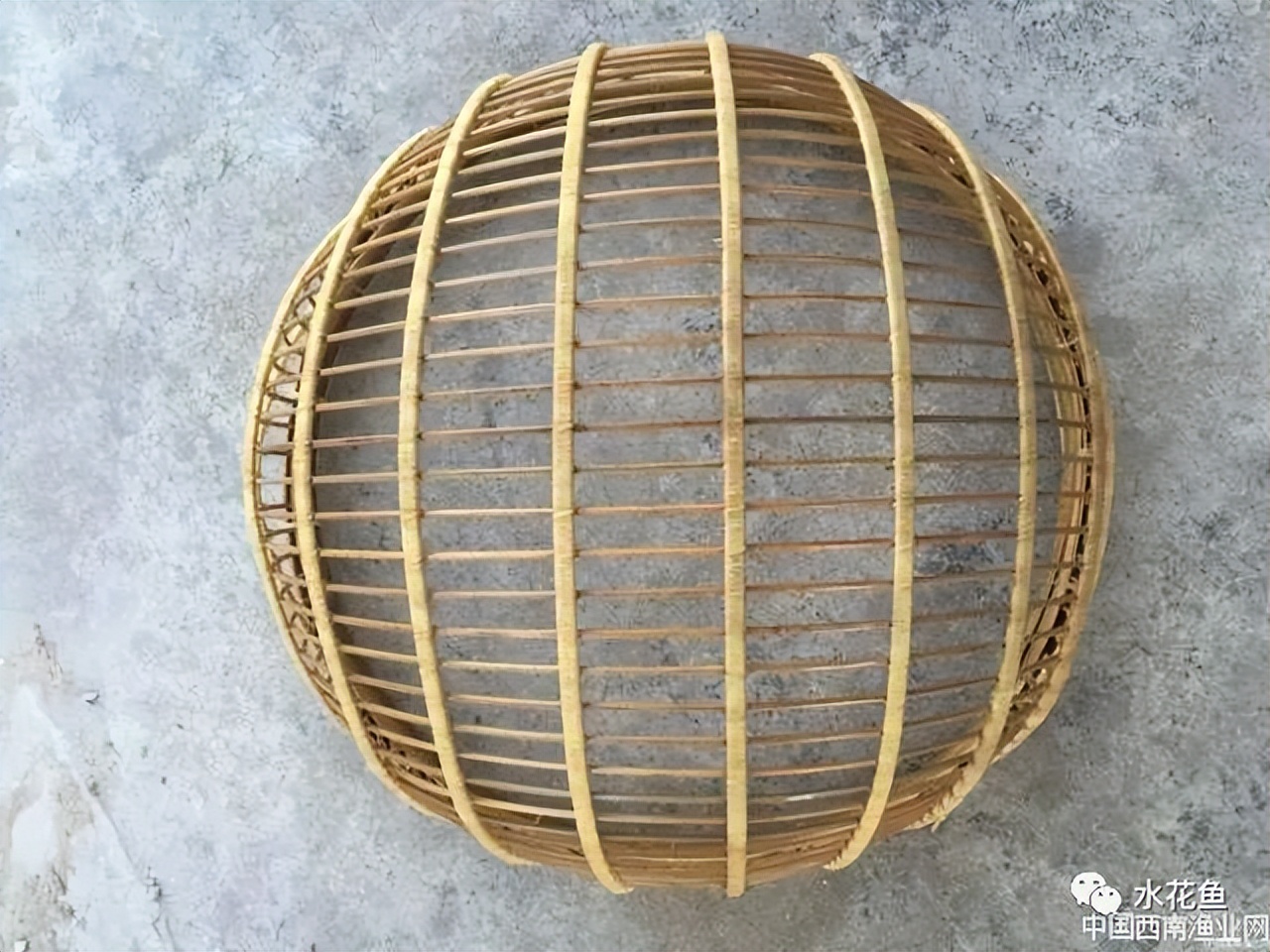 筛鱼神器小筛,4厘米宽的鱼筛可以筛多大的鱼