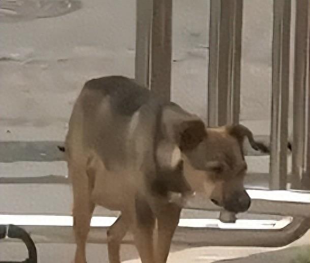 太惨了，湖北女幼师被咬隐私部位，狗主人拒赔，女子：我怎么嫁人