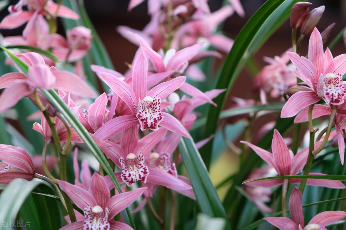 兰花叶子上长了小黑斑怎么回事,蝴蝶兰花叶子上长了黑斑怎么办