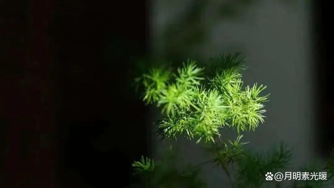 外汇投资方法和技巧,外汇的投资方式