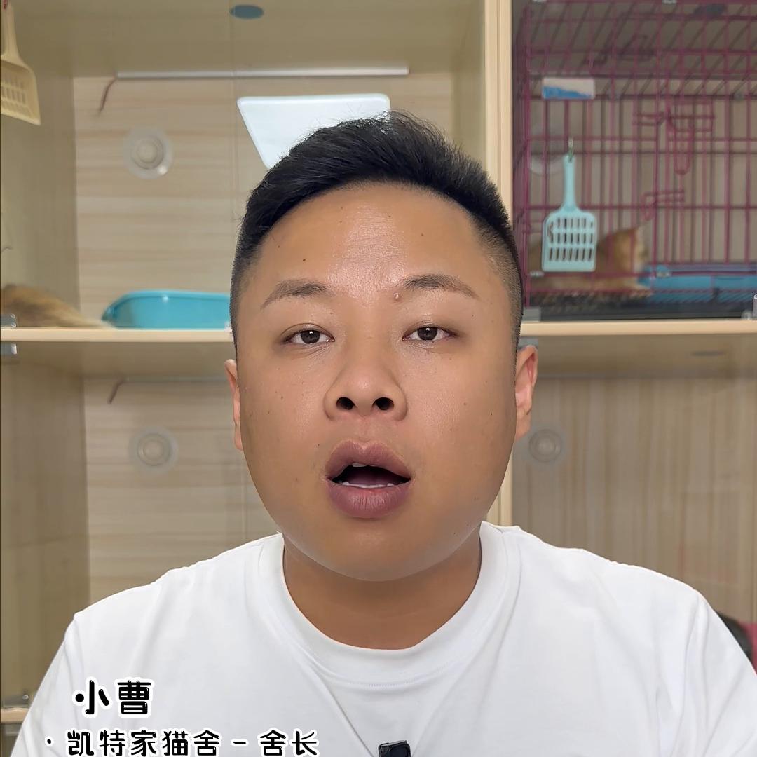 聊一下质保#西安宠物#西安凯特家猫舍#vlog日常