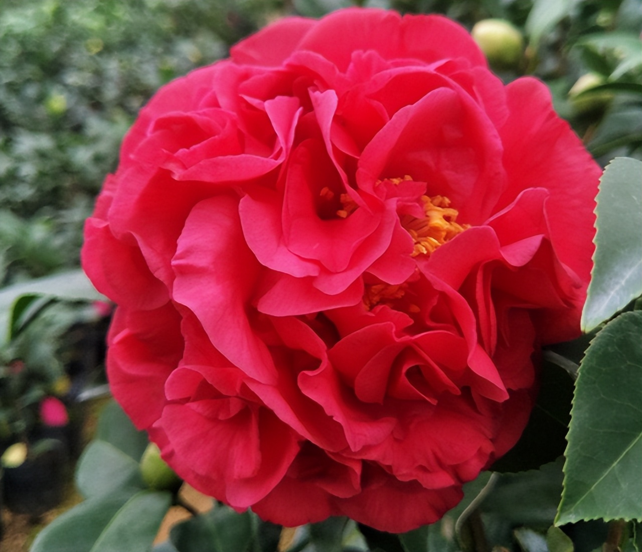 比牡丹美的花,比牡丹还漂亮的茶花