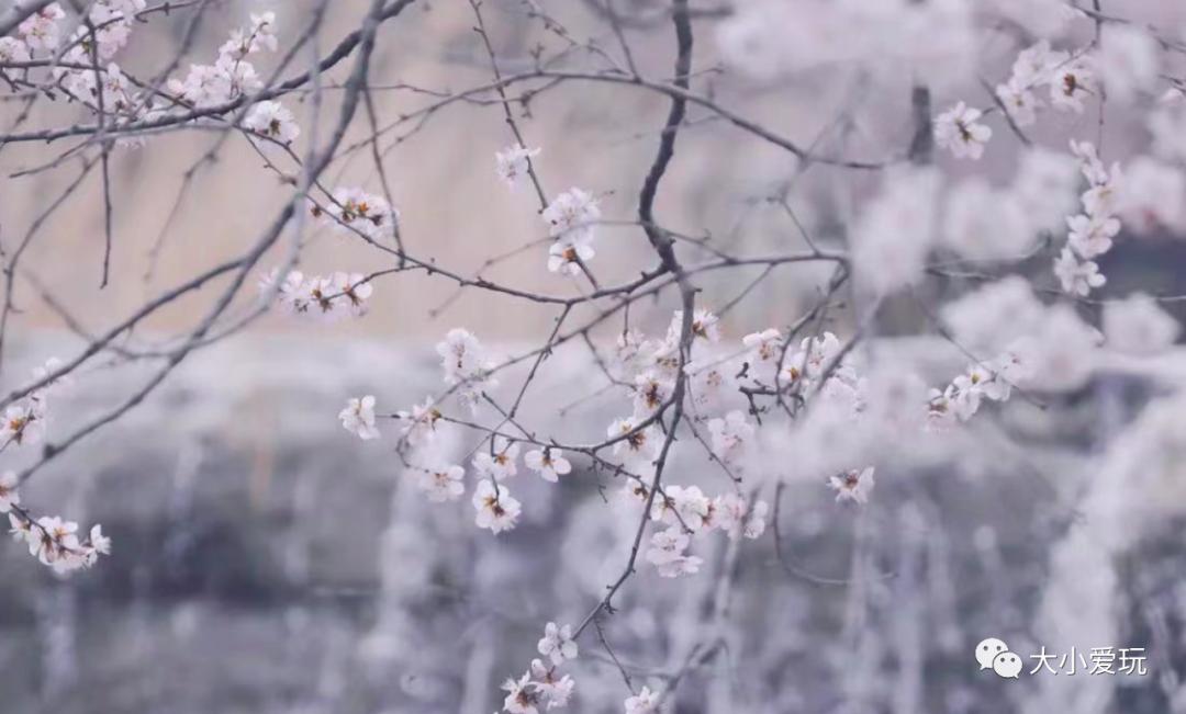 超级美的樱花美景全景,浪漫樱花海美景图