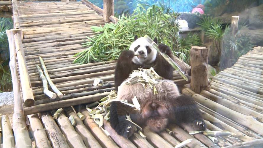 失去中国游客的泰国旅游业现状,泰国旅游现状机场空无一人