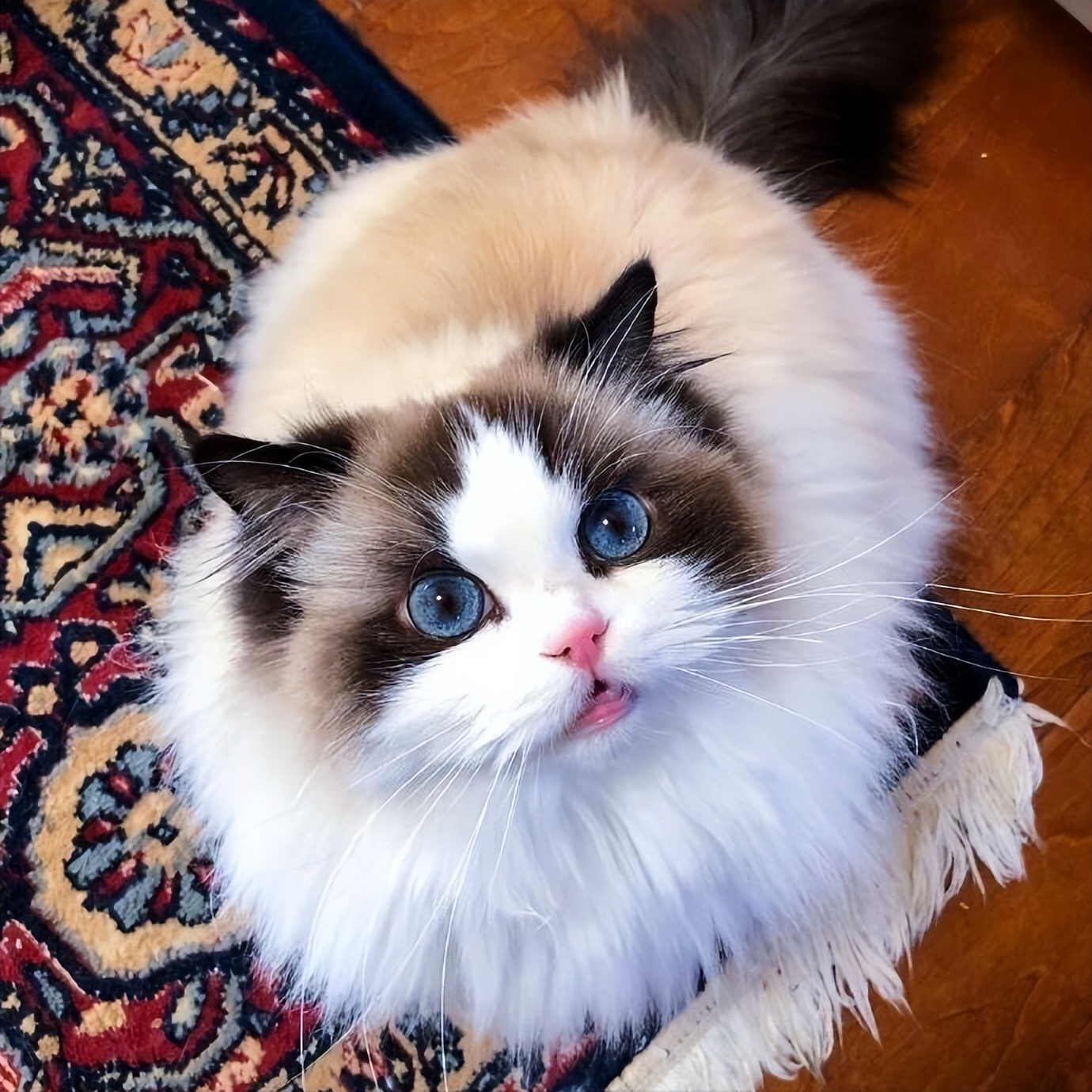 猫界最受欢迎的猫是什么猫,各种品种的猫哪种猫最好