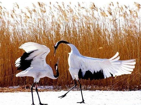 丹顶鹤女孩的故事,丹顶鹤是国鸟吗