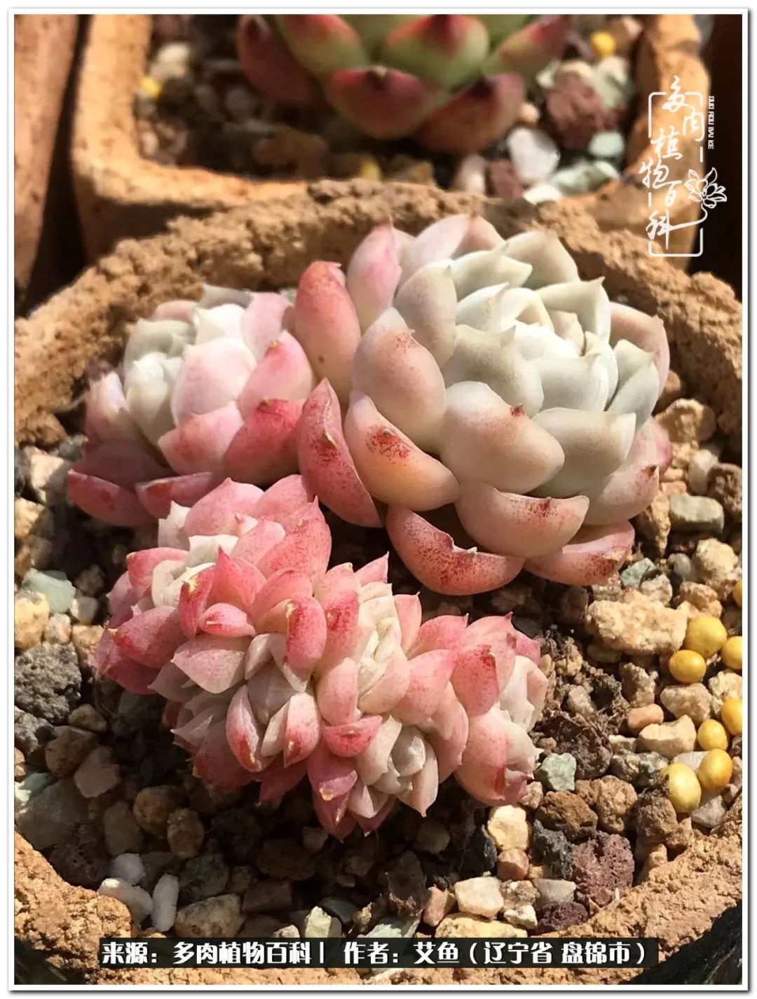 养多肉的意外之喜,养了五年的多肉就剩这几个