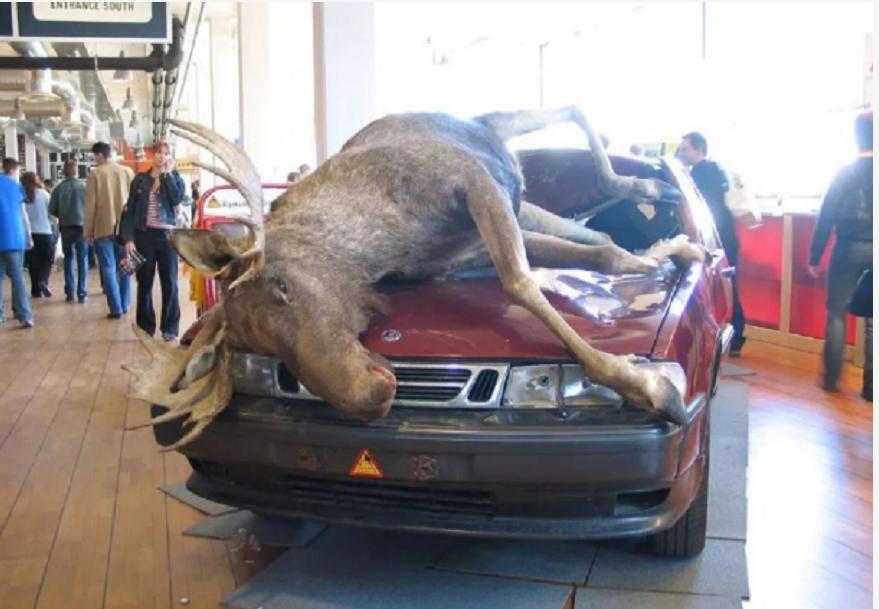 神奇“仙兽”—驼鹿究竟有多牛？很多国家定期猎杀，我国为何保护