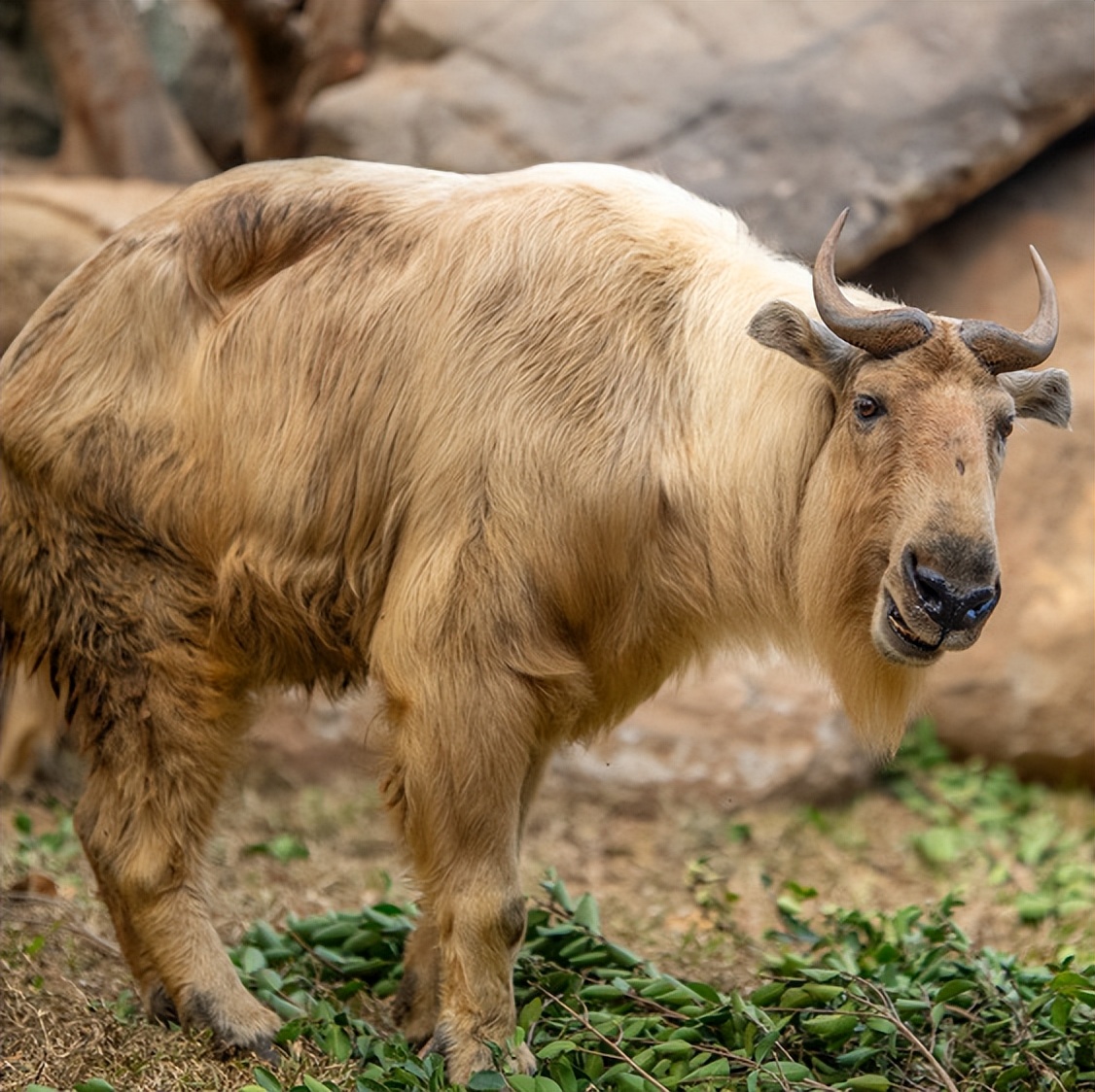 广州长隆熊猫酒店蝴蝶谷,广州长隆熊猫主题酒店五一