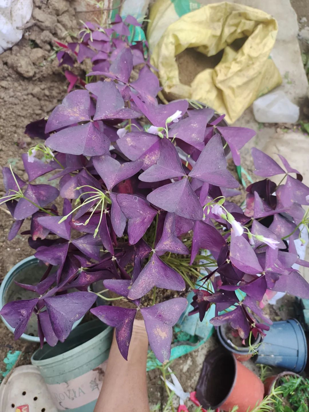 盆栽刚买回来就枯萎了怎么办,刚买的盆栽掉叶子怎么回事啊