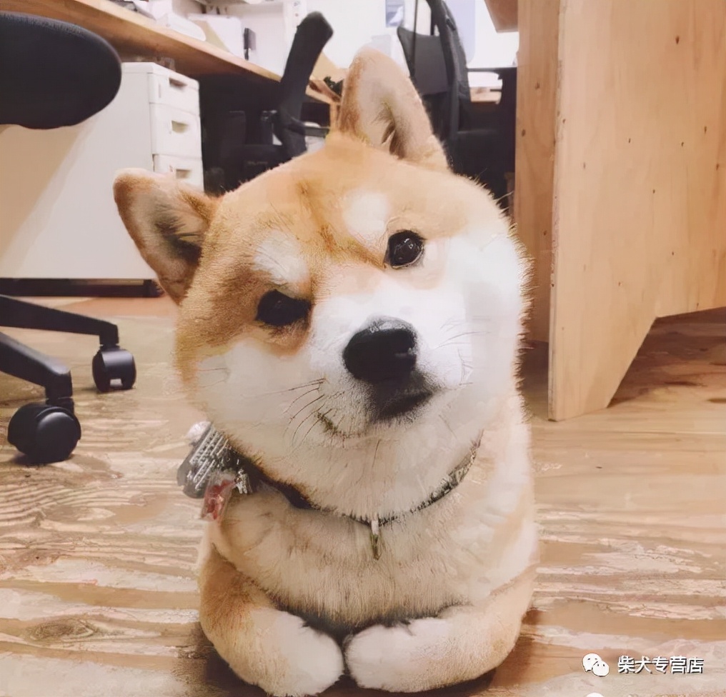 养柴犬需要注意什么事项,养柴犬的注意事项和建议