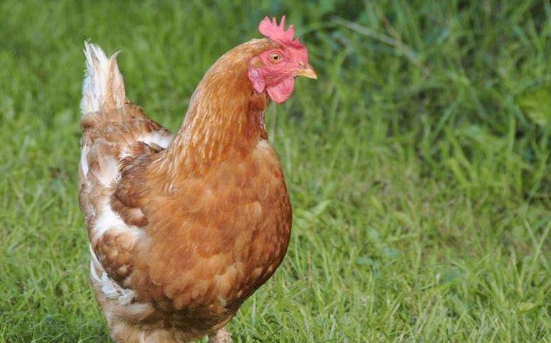 甭找了!气囊炎不同发病阶段(其治愈方案)都在这