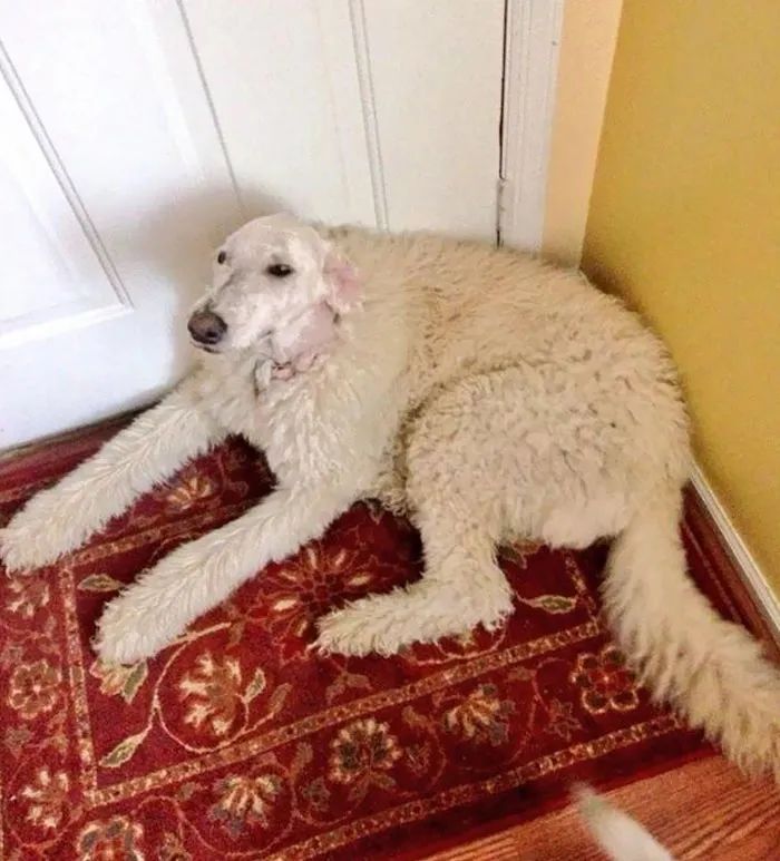 夏天来了要给猫剪毛吗,夏天怎么给狗修毛