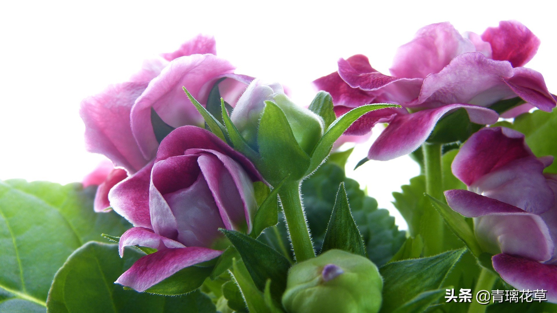 骗人花,四种坑人花