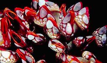 百兽之王老虎能爬树吗,真正的百兽之王老虎捕猎