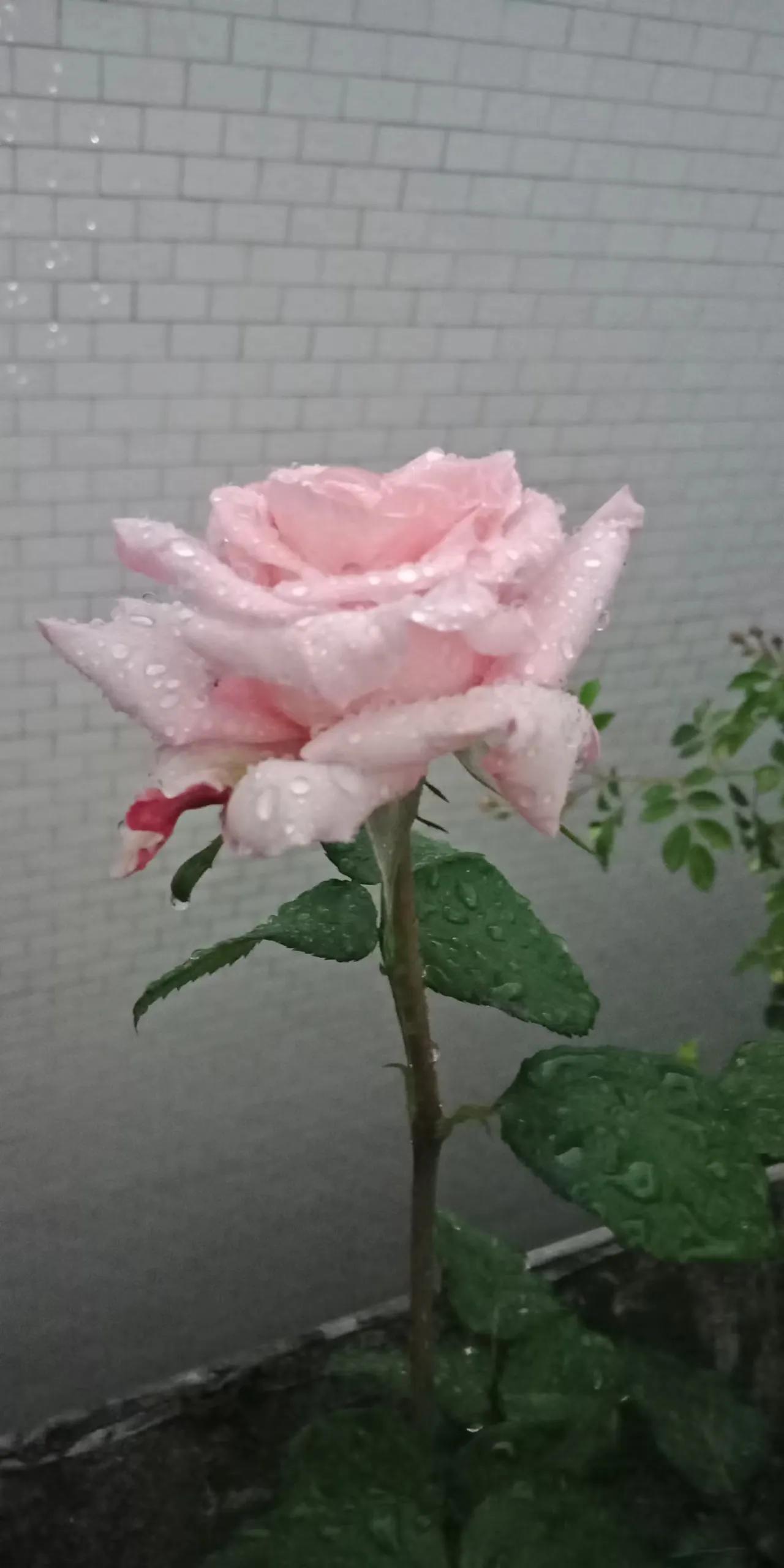 养护玫瑰花要注意什么不让它死,盆栽玫瑰花保养方法