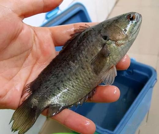 四川小伙养殖鸭嘴鱼年入200万暴利,广西小伙养鱼3年收入千万